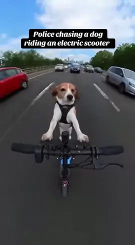 😅 #police #dog #chasing #sora2 #fypシ 
