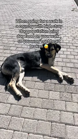 Keeping food in every back bag and in the pockets so just we are ready in case we see a dog in the way to the store, the dentist or the way to the playground, keeps us safe from heart break.  We also do our regular feeding routine on the streets , sometimes we don’t have enough food to make every belly full!  So we are hoping for some support 🥹🫶🏽 #animalrescue #savingdogs #dogcharity #straydog #feedingthestrays 