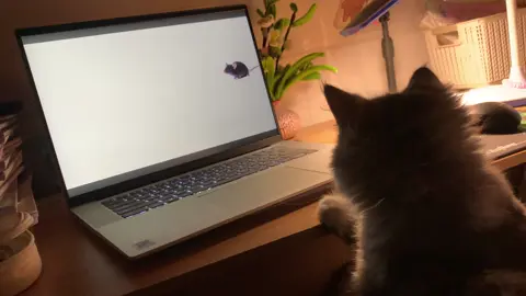 #catsoftiktok #xhtiktok #vairal 