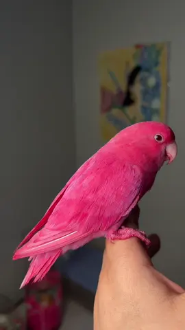 #fyp #الاحساء_الهفوف_الشرقيه #الشعب_الصيني_ماله_حل😂😂 ###روز #وردي 