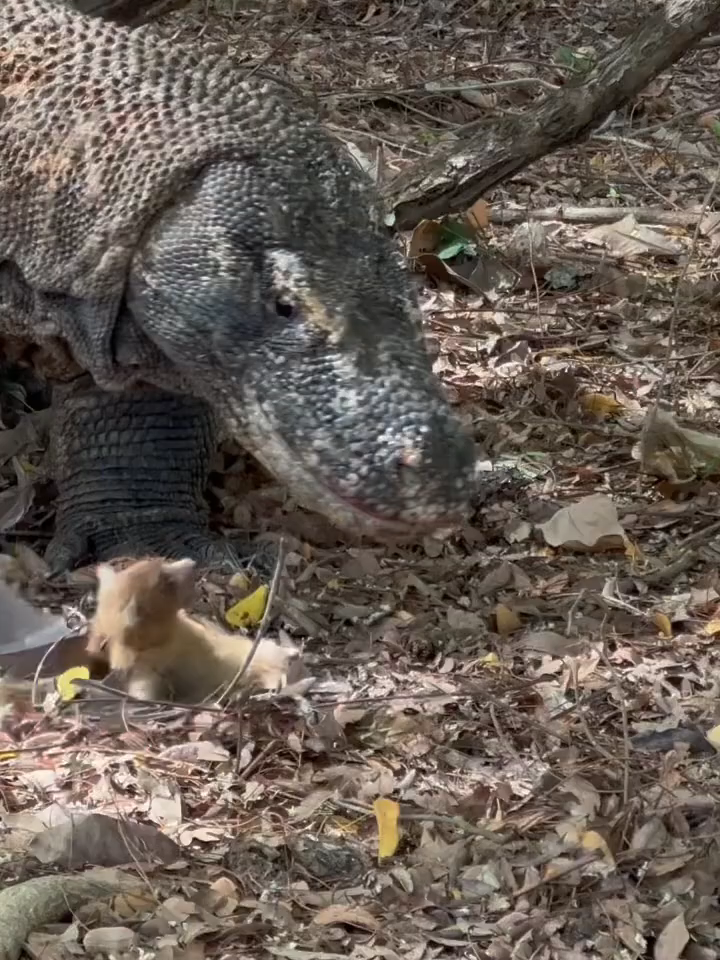 Komodo following a walking bat #creatorsearchinsights #animals