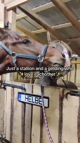 Love is love 💕  #horses #lgbt #equestrian #riding 