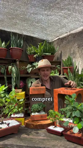 Comprei um Bonsai, e agora?  👉Enraizador no link acima 