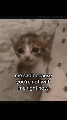 #cat #catsoftiktok #kitten #girlfriend #boyfriend #ilovemygf #couple #fyp 