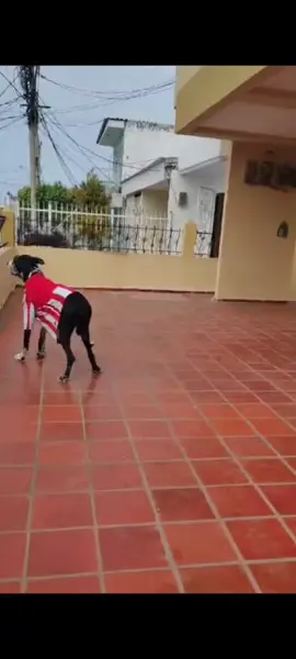 Y esto es desde siempre jajajajajaja cliente fiel #amigoelcasero #piña #diomedes #todoesparati #perro