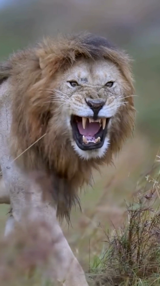 Lion Kings #wildanimals #wildlife #lion #lionking #foryourpage #viraltiktok 