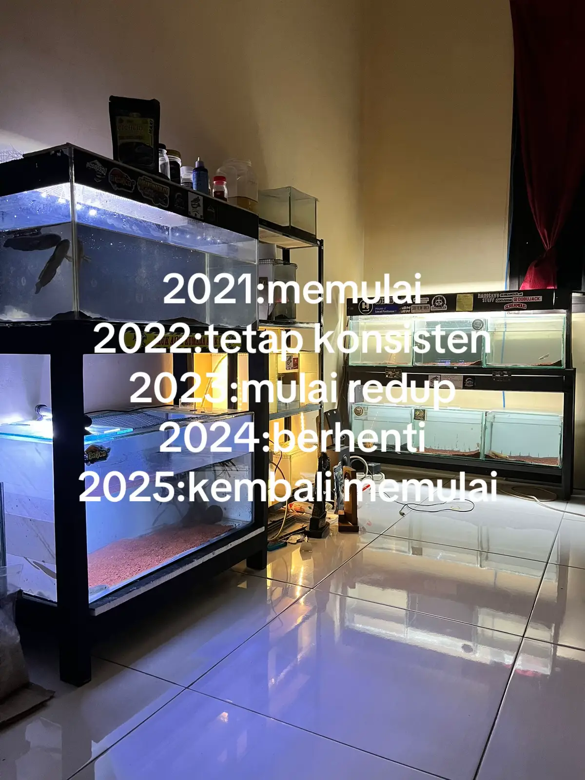 #channa #channaindonesia #ikanchanna #fyp #masukberanda 