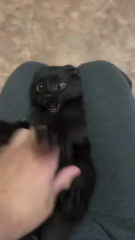 Black cats behavior #cat #catsoftiktok #funnyvideo #fyp #pet 