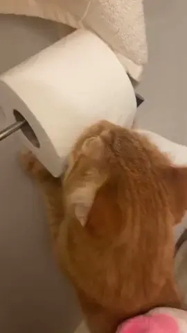 Cat thief alert #cat #catsoftiktok #funnyvideos #fyp #pet 