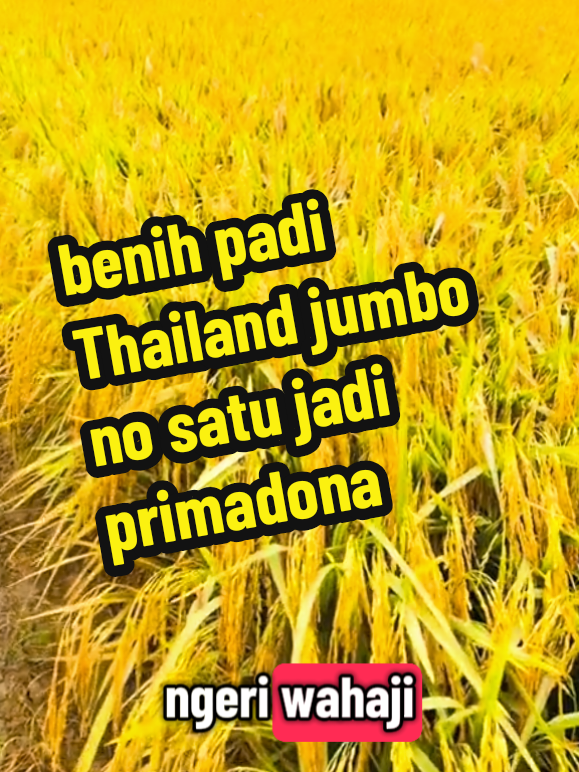 benih padi  #tiktokviral #fypシ゚viral🖤tiktok 