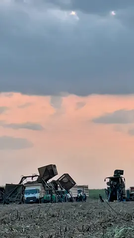 🔥👌🏻#caneharvester #operator #fyp #xybca 