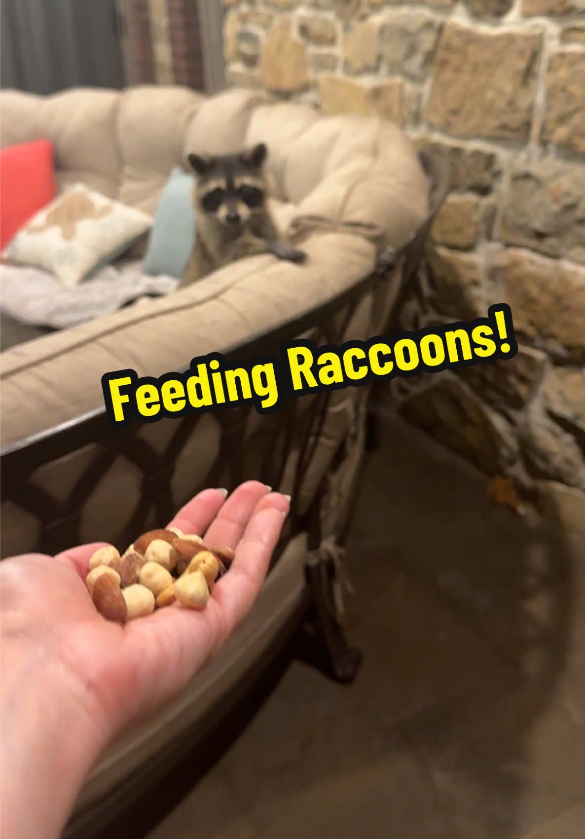 Gentle little guys, I miss them already #nature #hungry #Love #fyp #viral 