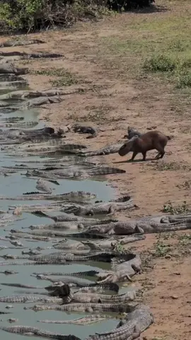 Capybara dikenal sebagai hewan paling santai di dunia, dan fakta ini membuatnya semakin populer di kalangan pecinta satwa. Hewan pengerat terbesar ini berasal dari Amerika Selatan, tetapi namanya sudah mendunia karena keunikan dan sifat ramahnya, capybara sering terlihat bersantai di dekat air atau berjemur bersama kelompoknya, membuatnya tampak seperti simbol ketenangan. Keberadaan capybara juga menjadi daya tarik tersendiri di berbagai kebun binatang, termasuk di Indonesia. Salah satu keunikan capybara adalah kemampuannya untuk hidup harmonis dengan berbagai hewan lain. Hewan ini tidak hanya akrab dengan sesama capybara, tetapi juga dengan hewan lain seperti burung, kura-kura, bahkan buaya dan interaksi ini sering menjadi pemandangan yang menarik perhatian wisatawan di taman satwa. Kemampuan capybara untuk tetap tenang dalam situasi apa pun adalah alasan mengapa hewan ini sering disebut 