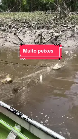Muito peixes  #peixesjiju #muitopeixes