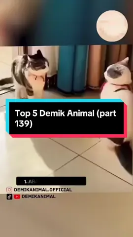 Top 5 Demik Animal (part 139) @Demik Animal Official  #hewanlucu  #dubbing  #ngakak  #fyp 