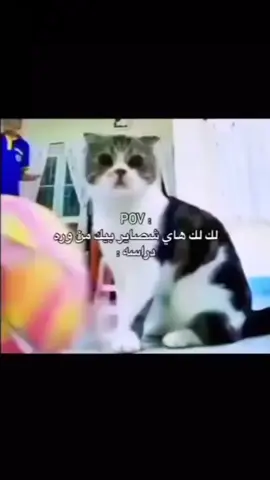 اني تاركه جاي اطمن عليكم ههه