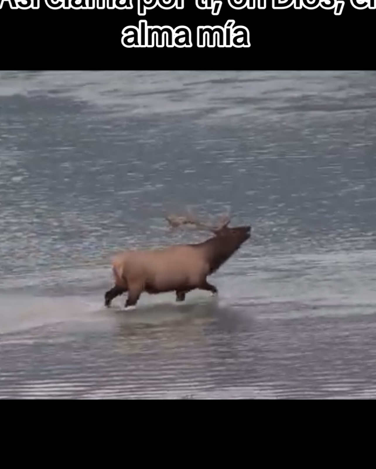 Salmos 42:1 Como el ciervo brama por las corrientes de las aguas, así clama por ti, oh Dios, el alma mía #Dios es grande y su misericordia así nosotros #jesuschrist i need you #fypシ 