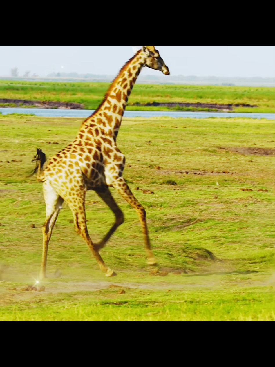 #GIRAFFE - solos lion! king of the jungle where?🦒🦒🦒 #finalgirl #animalbeef #animaledits #diva 