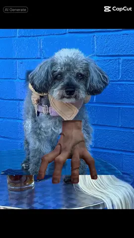 #jack #PetsOfTikTok #octberfest #letsgo 