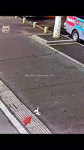 Rescue cat 🥹🥹🥹 #hopecore #positivity #core #cat #catsoftiktok 