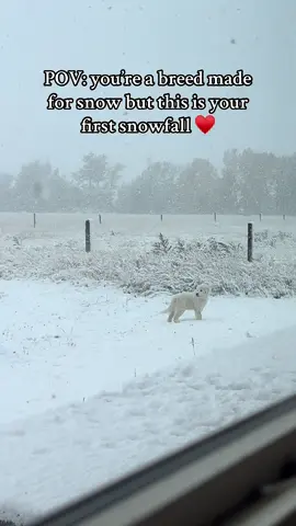 #greatpyrenees #snow #montana #fyp 