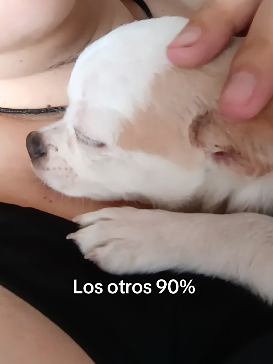 Por qué, Anís? 😭💜 #chihuahuastiktok #chihuahua #dogtok #perritostiktokers #anislachiwawa 