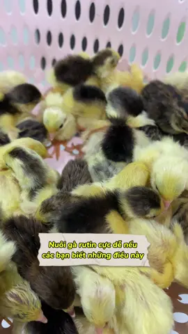 Lưu ý dành cho người mới nuôi gà rutin 🐣 #cubbierutin #fyp #xuhuong #garutin 