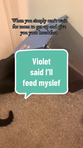 She said it’s two minutes too late for my breakfast #cats #catsoftiktok #funnycat 