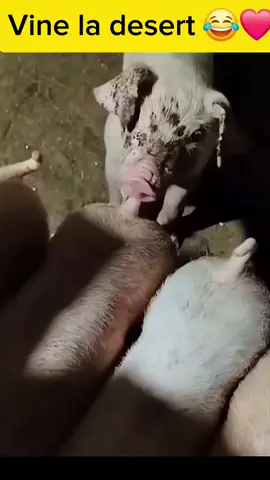 in meniu ca desert are coadă 😂❤️