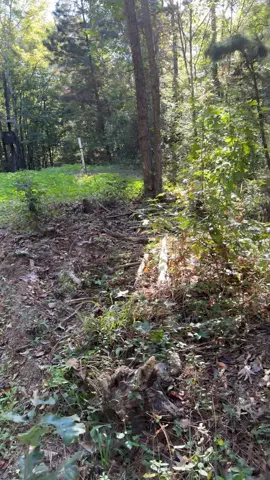 Camera ain’t working, but that ole deer pimp got em moving#louisianadeerhunter #318 #bambikilla #hogkilla 