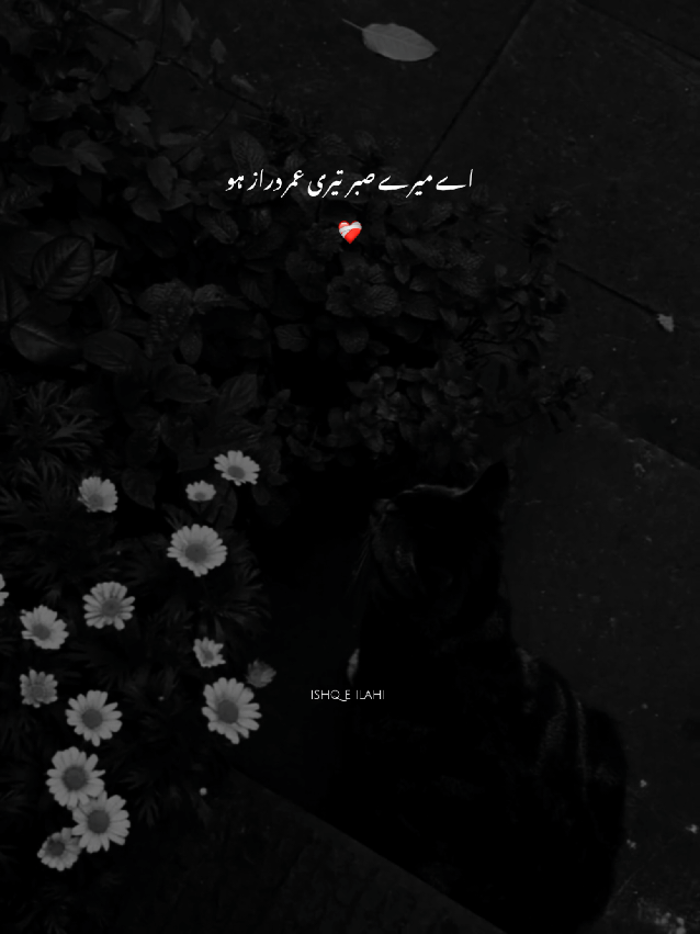 part 51❤️‍🩹 اے میرے صبر تیری عمر دراز ہو #sabr #deeplines #IslamicVibes #UrduQuotes #foryou 