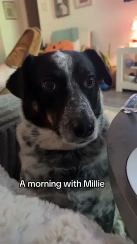Can I help you #anxiety #dog #dogoftiktok 