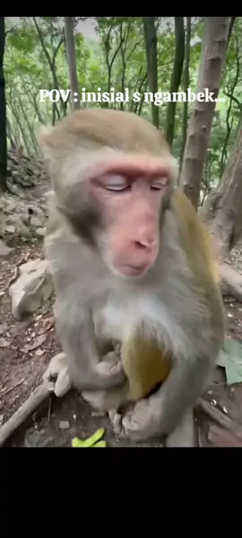 Bagian31 ] Sesekali ngapa klen kasih aku hadiah video wee🗿 #videolucuviral😂 #fypシ゚ #fyppppppppppppppppppppppp #monyetlucu 