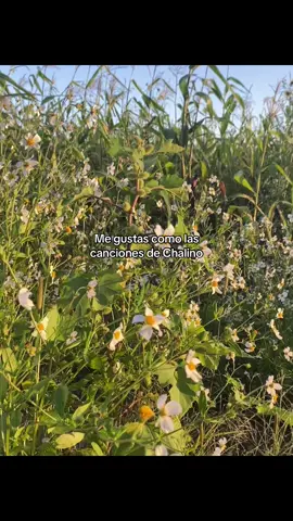 🤎🤎#pyf #paratiiiiiiiiiiiiiiiiiiiiiiiiiiiiiii #videoviral #