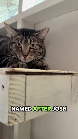 We also have a cat named after @joshua dun! @twenty one pilots #catsoftiktok #twentyonepilots 