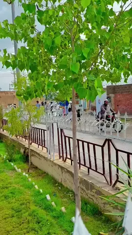 #loralai #kakar #viral #viyral #foroyou 