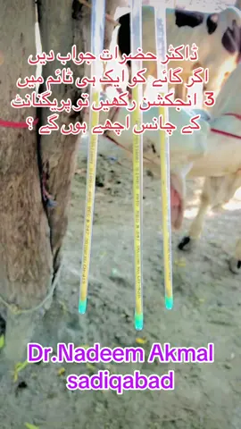#cow #pregnant #vet #dr #foryou #viral #viralvideo 