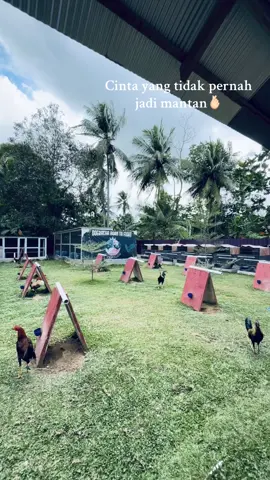 #fyp #foryoupage #ayamimport #ayamfilipin🇵🇭 #doerachafarm 