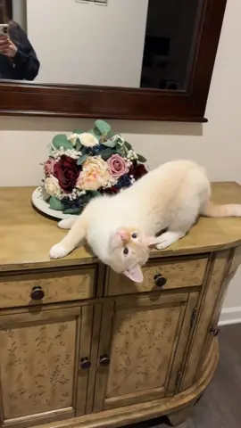 he gets so floppy for the high pitched voice 😂  #rescueanimals #highpitchvoice #babytalk #flamepointsiamese #catsoftiktok 