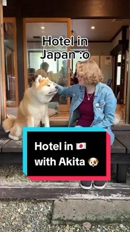 🥹🐶Do you wanna spend time with Japanese Akita inu dogs?? Who wouldn't? Then this is the place for you!! 🗡️Enishi is a wonderful guesthouse in beautiful Kakunodate City, Akita Prerecture, in Japan's northern Tohoku region. Maybe you've never heard of Kakunodate, but it has a lot of samurai history, so it's pretty cool town. Plus there's a Shinkansen stop, so it's easy to get to from Tokyo! 🐶🐶The two Akita dogs who live here are Suu-Chan and Fujiko, and they're so cool! When you first get there they will be all happy, but after that they're pretty chill 🐶🥰 🚶Plus, you can join them for their twice daily walks (canceled when rainy) and have a turn walking them and taking photos with them around the historic town! 😅 I myself stopped going to animal cafes after realizing they're actually a generally inhumane business model. So I am really happy to go to a place like this where the dogs are actual residents and you're not really bothering them by hanging out 🥰 🇺🇸Btw, did you know that Japanese and American Akita inu are slightly different? That's why I keep saying 