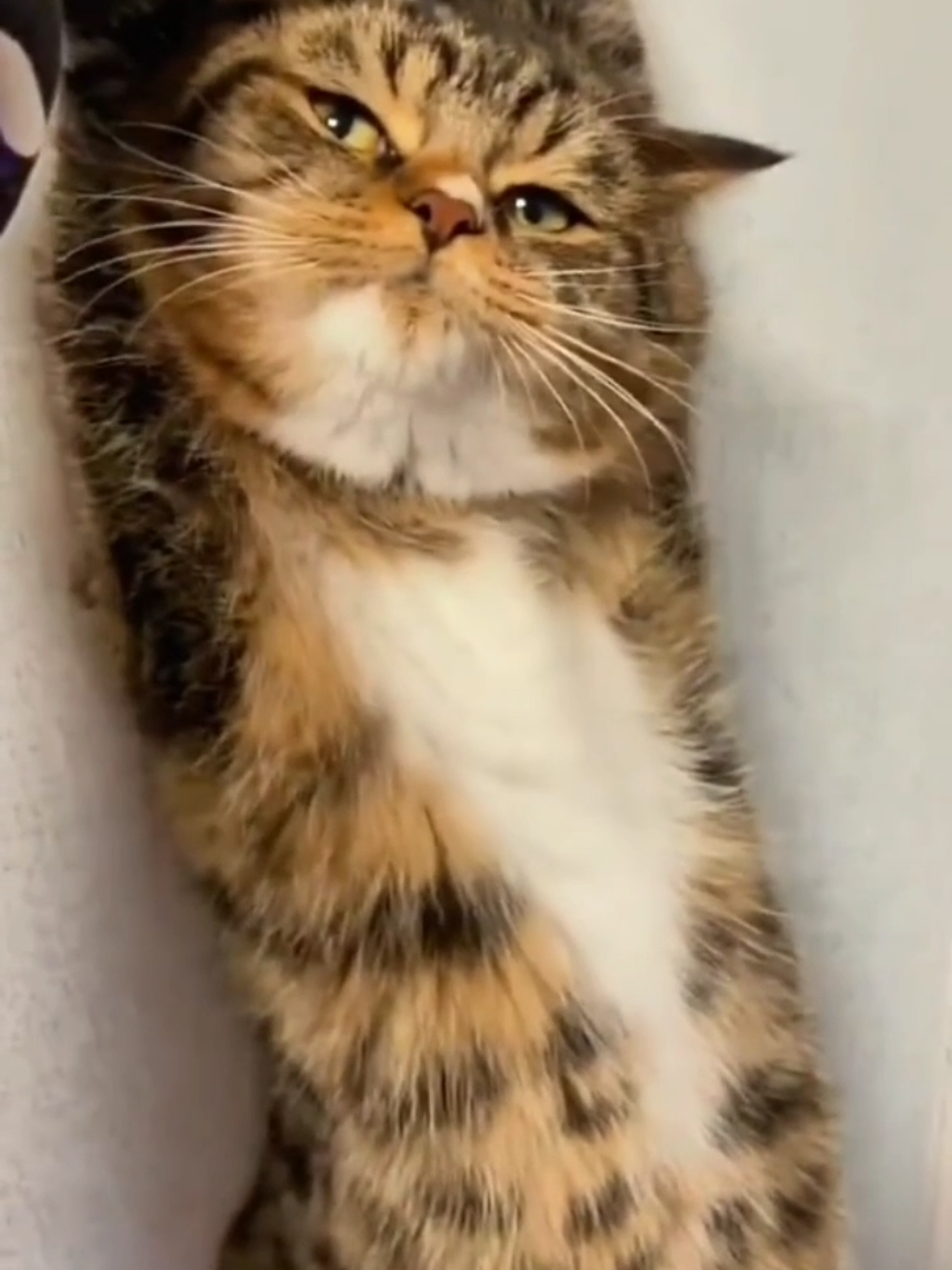 #cat #cute #catvideo #cutecat #funny 