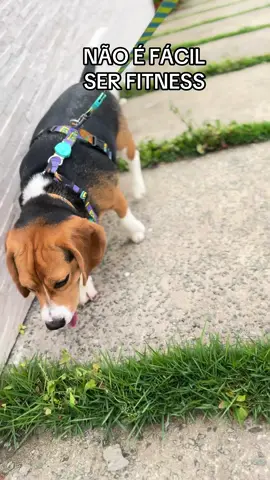 Não é fácil essa vida #Fitness #cachorro #beagle #dog #pet 
