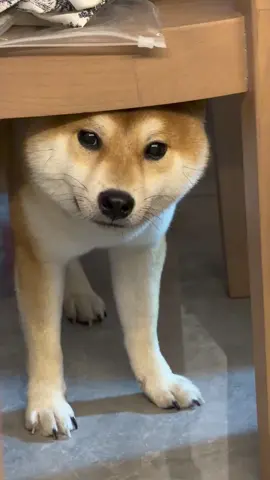 #柴犬宝宝 #大黄#狗 #微笑柴犬 想干坏事