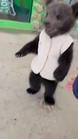 Adorable little bear ❤️ #animallover #bears #rescueanimals #wildlife 