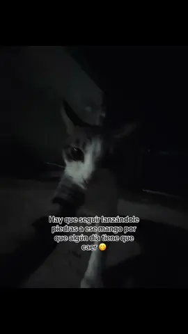 ALGÚN DÍA TIENE Q CAER 😋 #fyp #gatostiktok #amorgatos #Viral #paratiiiiiiiiiiiiiiiiiiiiiiiiiiiiiii 