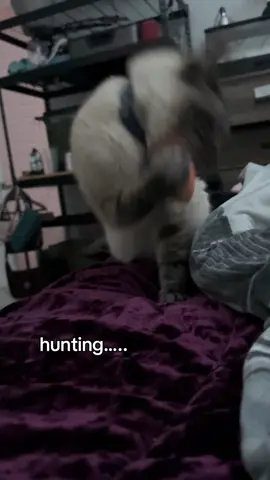 This is so serious to him #arthur #meow #cat #catsoftiktok #Minecraft 