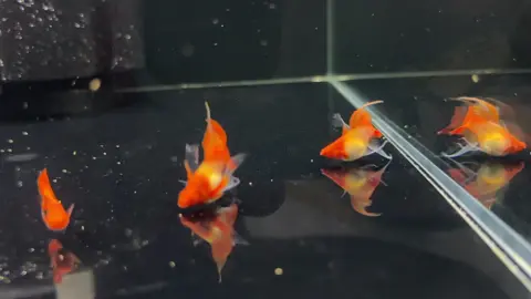 Koi red ear short ribbon long ear finc #guppyindonesia #guppymalaysia #guppythailand #guppyworld #guppyfish 