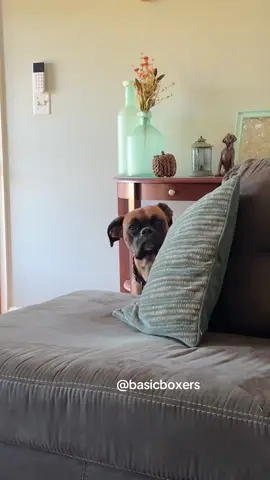 Reuben says who’s next to be cobbed? 🤣 #basicboxers #cobbingdog #cobbing #boxerdog #dogsoftiktok 