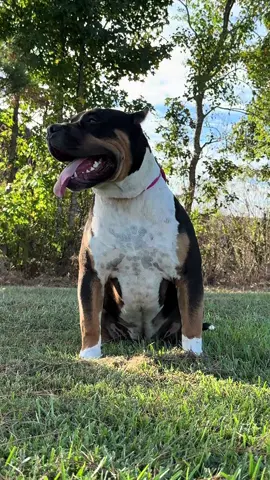 #sugar #xlbully #bullypuppy #puppytiktok #fypシ 