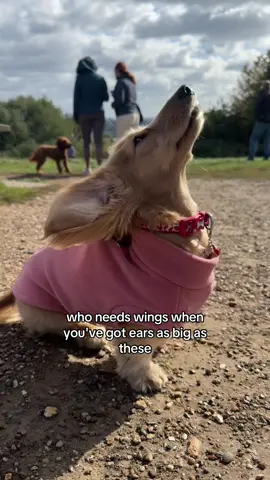 someone hold my dog, she's about to take off✈️ #floppyears #dachshundears #cutedogs #funnydogs #dogears 
